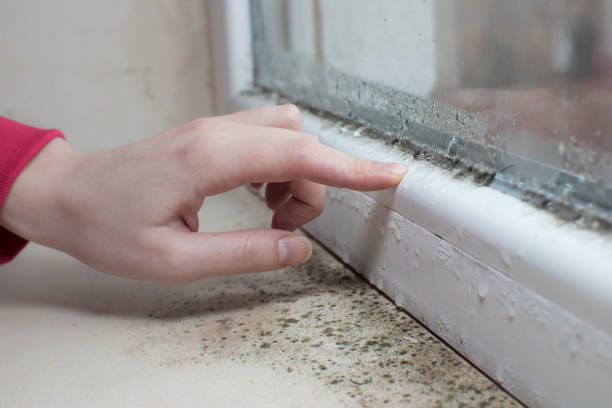 Best Forensic Mold Investigation  in Mdleton, ID